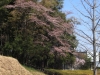 2014_Hanami-0135