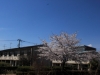 2014_Hanami-0139