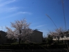 2014_Hanami-0141