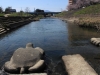2014_Hanami-0143