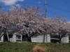 2014_Hanami-0150