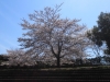 2014_Hanami-0151