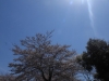 2014_Hanami-0152