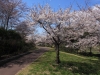 2014_Hanami-0161