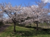 2014_Hanami-0162