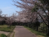2014_Hanami-0165