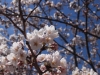 2014_Hanami-0167