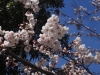 2014_Hanami-0174