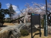 2014_Hanami-0176
