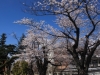 2014_Hanami-0179