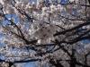 2014_Hanami-0180