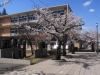 2014_Hanami-0184