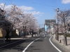 2014_Hanami-0189