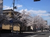 2014_Hanami-0191