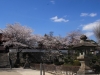 2014_Hanami-0192
