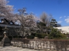 2014_Hanami-0198