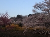 2014_Hanami-0205