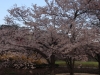 2014_Hanami-0206