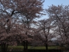 2014_Hanami-0207