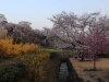 2014_Hanami-0208
