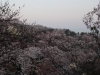 2014_Hanami-0213