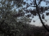 2014_Hanami-0214