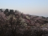 2014_Hanami-0218