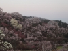2014_Hanami-0220