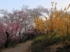 2014_Hanami-0222