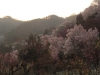 2014_Hanami-0226