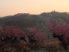 2014_Hanami-0227