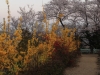 2014_Hanami-0228