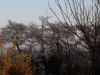 2014_Hanami-0229