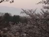 2014_Hanami-0236