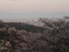 2014_Hanami-0237