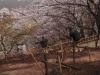 2014_Hanami-0240