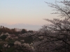 2014_Hanami-0242