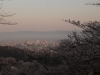 2014_Hanami-0245