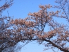 2014_Hanami-0263