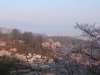 2014_Hanami-0264
