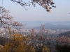 2014_Hanami-0267