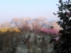2014_Hanami-0276