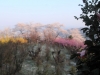 2014_Hanami-0278