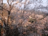 2014_Hanami-0280