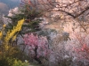 2014_Hanami-0281