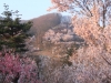 2014_Hanami-0282