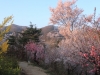 2014_Hanami-0284