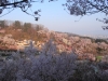 2014_Hanami-0285
