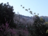 2014_Hanami-0290