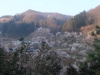 2014_Hanami-0294